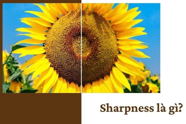 What is Sharpness? Everything a Photographer Needs to Know About Sharpness