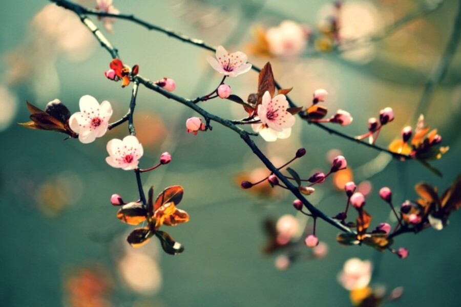Take Better Nature Photos with Simple Tips