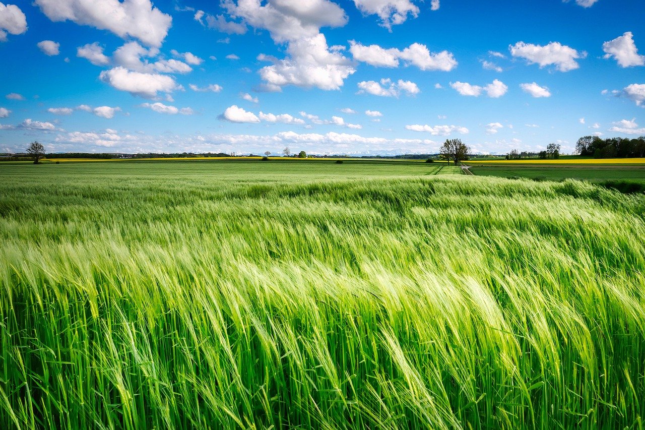 Harnessing the Power of Wind in Landscape Photography